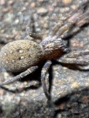 Mituliodon tarantulinus
