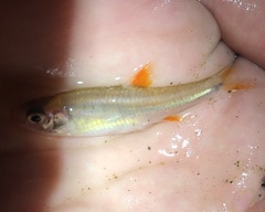 Notropis chiliticus