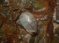 Purpuradusta gracilis