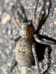 Mituliodon tarantulinus