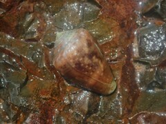 Conus coronatus