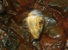 Conus aristophanes