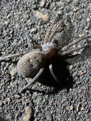 Mituliodon tarantulinus