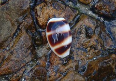 Palmadusta asellus