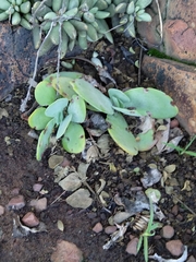 Kalanchoe thyrsiflora