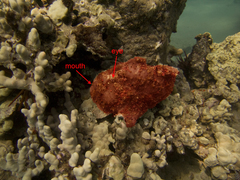 Antennarius commerson