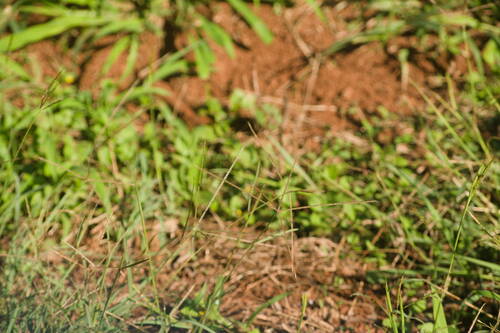 Chloris divaricata iNat (3)