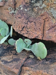 Kalanchoe thyrsiflora