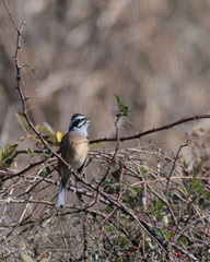 Emberiza cioides