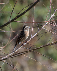 Emberiza cioides