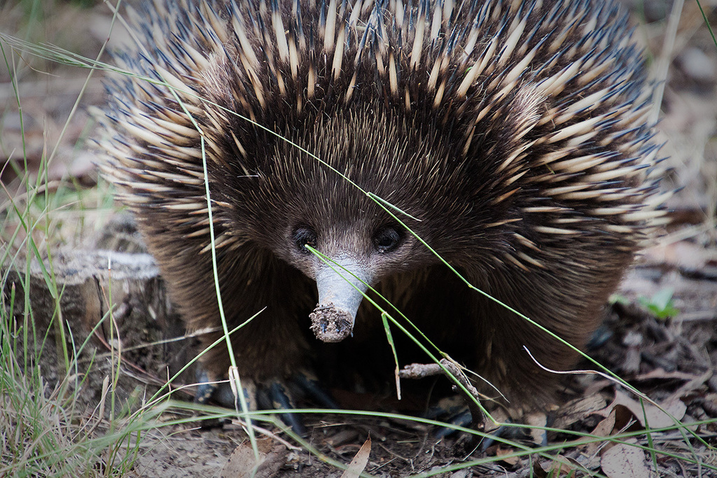 Eastern Short-beaked Echidna from Wonga Park VIC 3115, Australia on ...