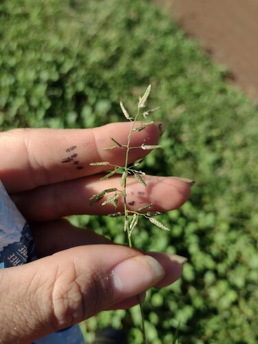 Eragrostis cilianensis observed 2022-12-27