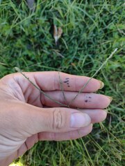 Digitaria ciliaris