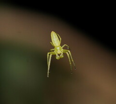 Cetratus rubropunctatus