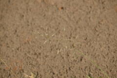 Eragrostis tenuifolia