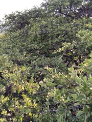 Afrocanthium gilfillanii
