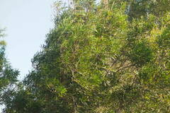 Acacia confusa