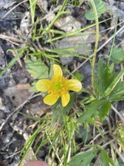 Ranunculus hispidus