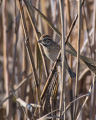 Emberiza schoeniclus