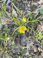 Ranunculus hispidus