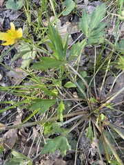 Ranunculus hispidus