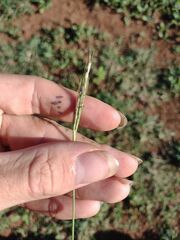 Bothriochloa pertusa