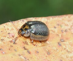 Paropsisterna agricola