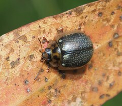 Paropsisterna agricola