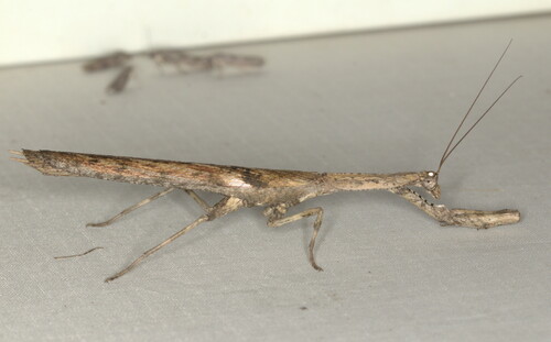 African Stick Mantis