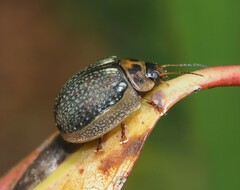 Paropsisterna agricola