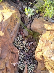 Adromischus umbraticola