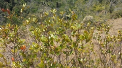 Weinmannia
