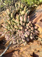 Adromischus umbraticola