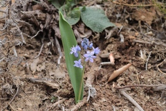 Scilla monophyllos