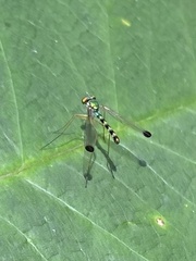 Amblypsilopus zonatus