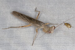 Tarachodes