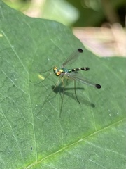 Amblypsilopus zonatus