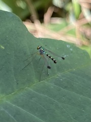 Amblypsilopus zonatus