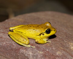 Ranoidea lesueuri