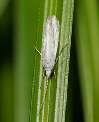 Asmicridea edwardsii