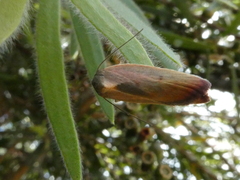 Ptyoptila matutinella