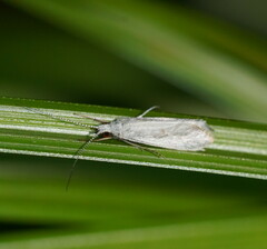 Asmicridea edwardsii