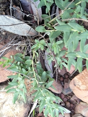 Pseudopegolettia tenella