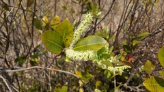 Weinmannia