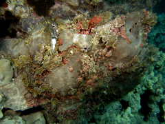 Antennarius commerson