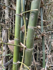 Bambusa stenostachya