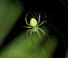 Araneus psittacinus