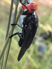 Bromophila caffra