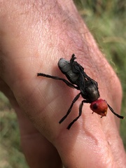 Bromophila caffra