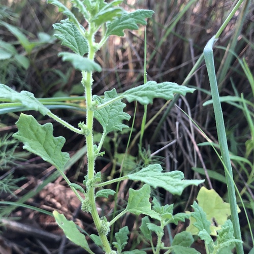 Green crumbweed (Dysphania carinata)